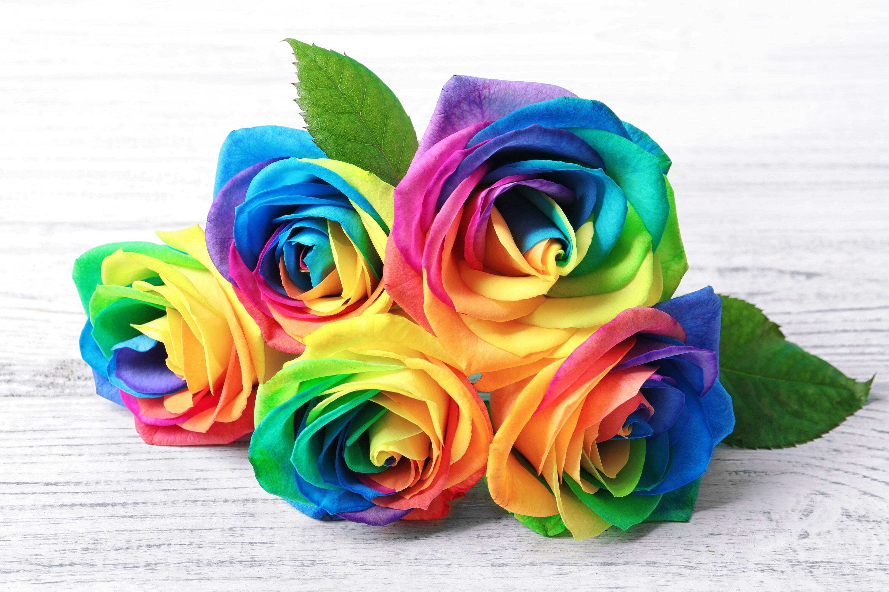 Seedville Rainbow Rose Seeds, Fragrant Double Blooms, 5 Pack