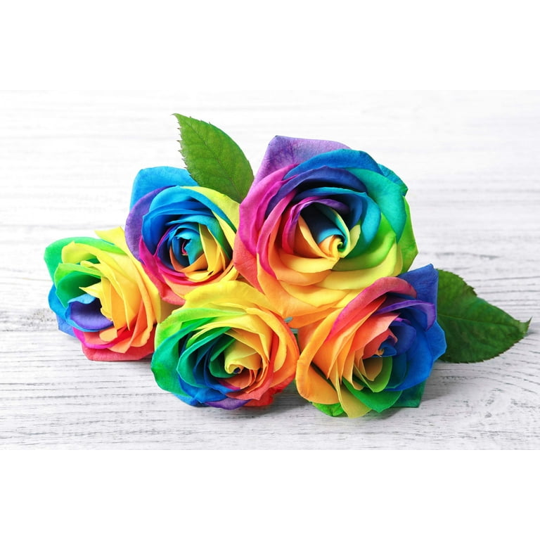 Make Your Own - 5 RAINBOW ROSE BUSH Seeds Shrub Rosa Flower