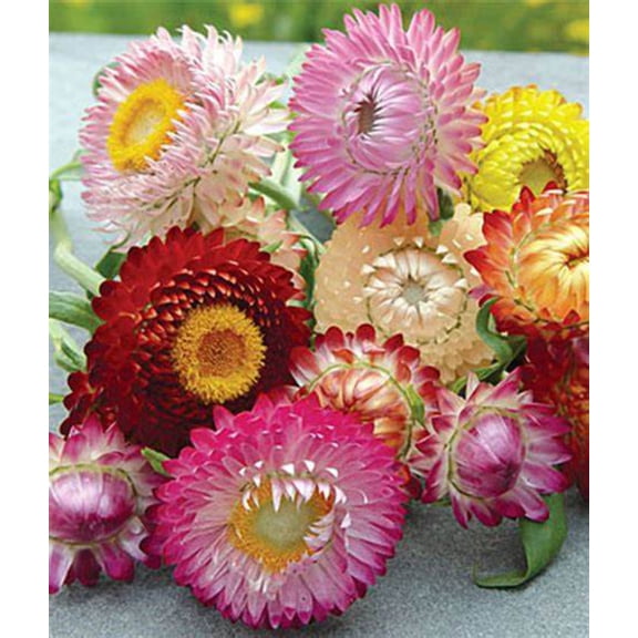 Mixed Color Strawflower Live Plants in 2.5" Grower Pots (6 Count), Dried Flower, Annual, Full Sun