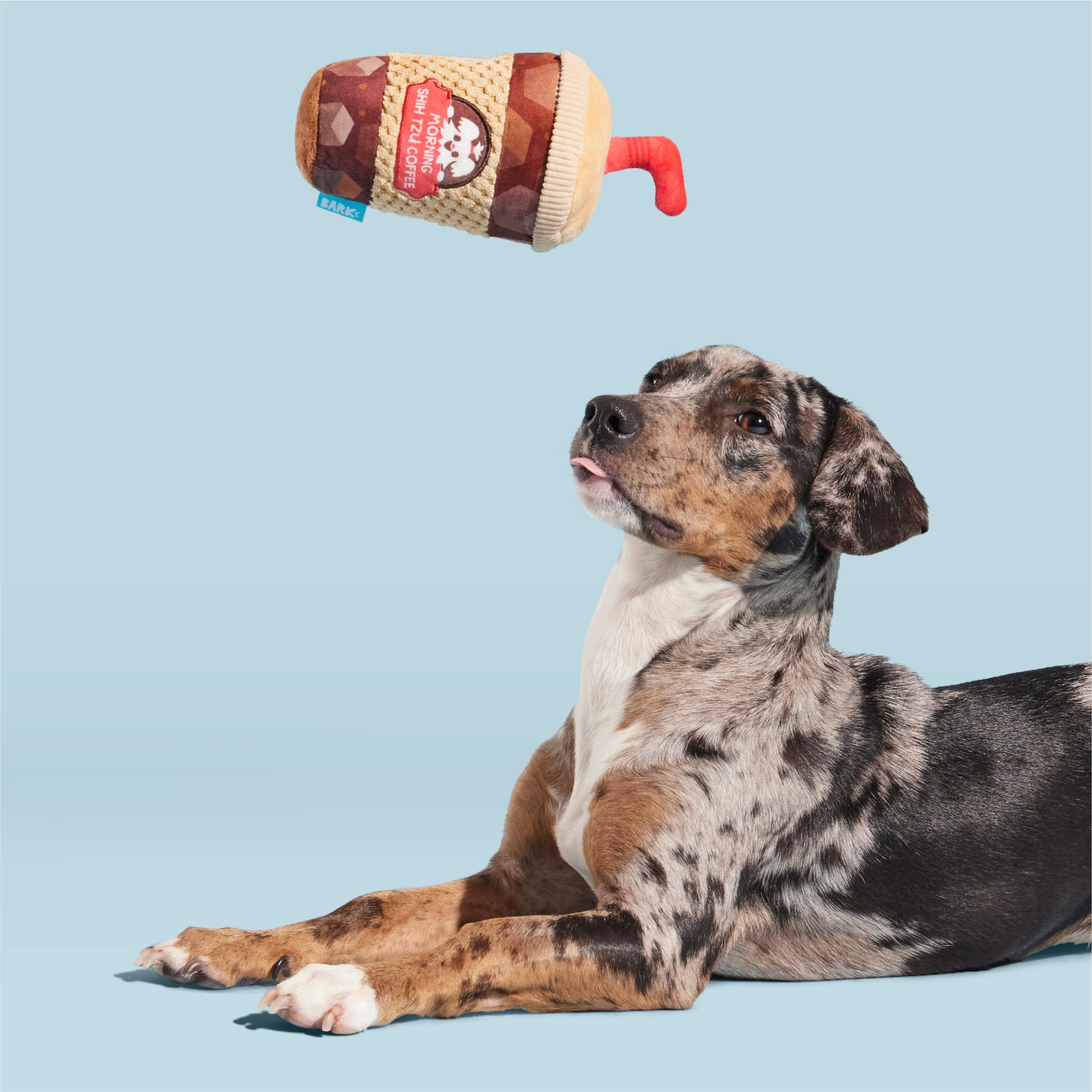 BARK Cold Chew Coffee Plush Dog Toy, All Dog Sizes