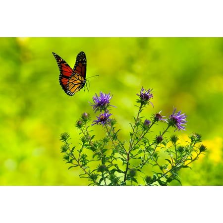 Laminated Poster Plants Nature Butterfly Flowers Bush Outdoors Poster Print 11 x
