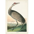 thumbnail image 2 of Audubon, John James 13x18 White Modern Wood Framed Museum Art Print Titled - Pl 261 Hooping Crane, 2 of 4
