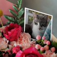 thumbnail image 3 of 3drose, Serious Grey and White Cat Teal Curtain, 12 Greeting Cards with Envelopes, 3 of 7