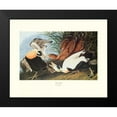 thumbnail image 2 of Audubon, John James 18x15 Black Modern Framed Museum Art Print Titled - Eider Duck (decorative border), 2 of 5