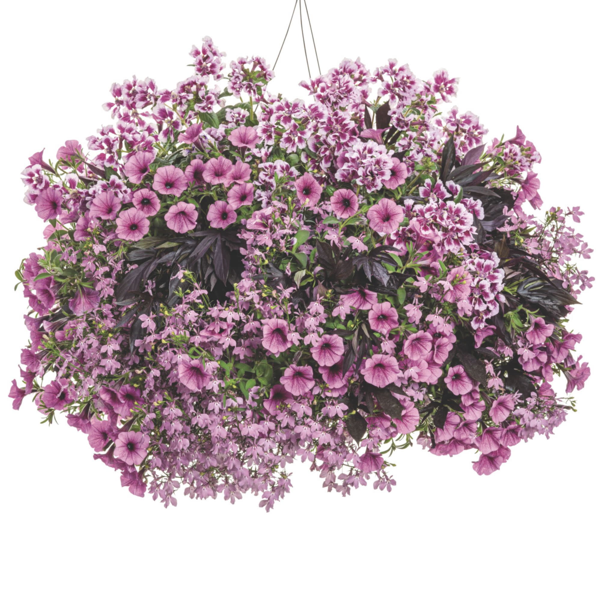 Proven Winners 4" Black Sweet Caroline Medusa Black Ornamental Sweet Potato Vine Live Plant in 4.25" Pot (4 Count)