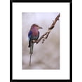 thumbnail image 1 of Global Gallery Antonio Grambone 'Ghiandaia Marina Pettolilla' Framed Wall Art, 1 of 4
