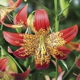 thumbnail image 2 of Fusion Hybrid Lilies Flower Bulbs - 3 Lily Bulbs Per Pack - Orange Flowers - Attracts Butterflies and Hummingbirds - Grows Well In Containers - Perennializing, 2 of 5