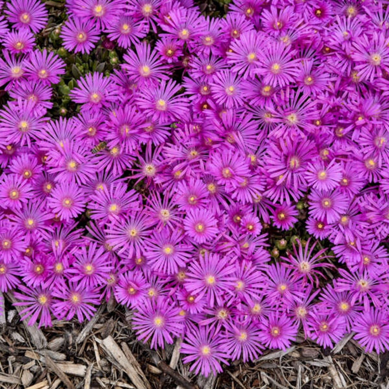Proven Winners 6" Purple Kaleidoscope 'Orchid Flash' Hardy Ice Plant Live Plant in 6.5" Pot