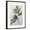 Black Frame, variant on Art.com Violet Fig Art Print by Pierre-Joseph Redoute, 12" x 16"