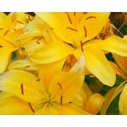 2.5qt Lily Asiatic Joy Yellow