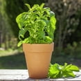thumbnail image 4 of Stevia Seeds - Stevia Rebaudiana Herb Seed - 50 Seeds, 4 of 4