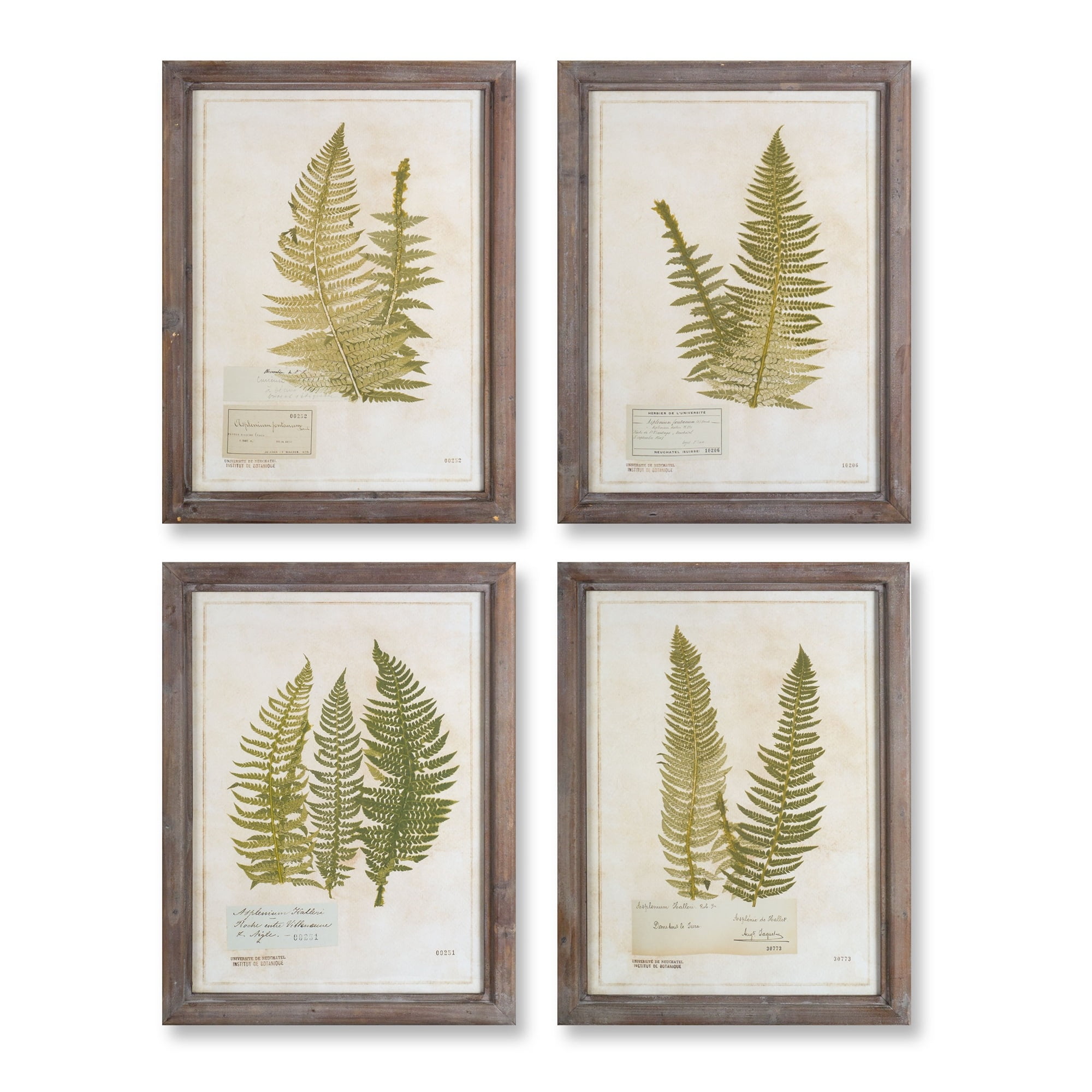 Set of 4 Framed Fern Print Wall decorations 23.5"