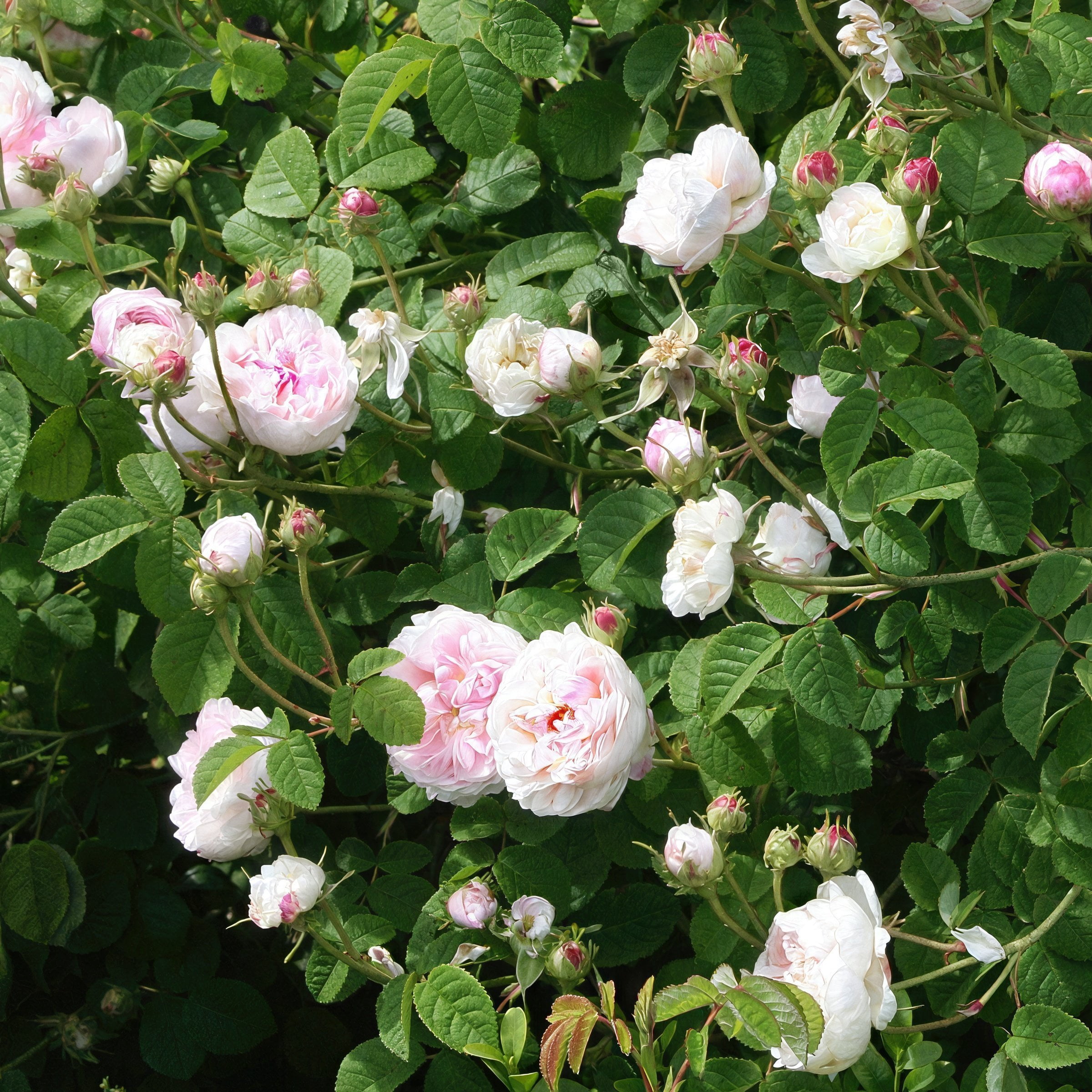 National Plant Network Bare Root Rose Earth Angel Parfuma with Light Pink Flowers (5-Pack)