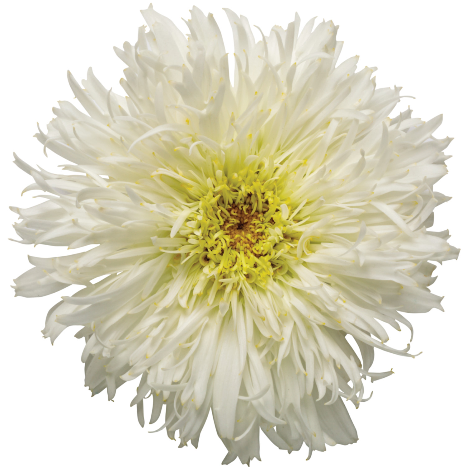 Proven Winners 5" White Amazing Daisies 'Marshmallow' Shasta Daisy Live Plant in 4.5" Pot (4 Count)