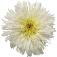 thumbnail image 6 of Proven Winners 6" White Amazing Daisies 'Marshmallow' Shasta Daisy Live Plant in 7.5" Pot, 6 of 6