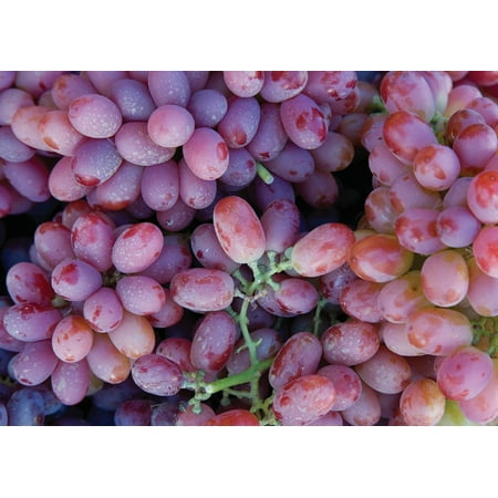 Canvas Print Winery Harvest Agriculture Fruit Grapevine Grapes Stretched Canvas 10 x