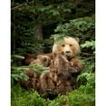 thumbnail image 3 of PHBurchett 15x18 Black Modern Framed Museum Art Print Titled - Bears at Play IV, 3 of 5