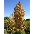 thumbnail image 1 of 50 TOP 76-6 SORGHUM Bicolor Syrup Flour Grain Vegetable Seeds, 1 of 3