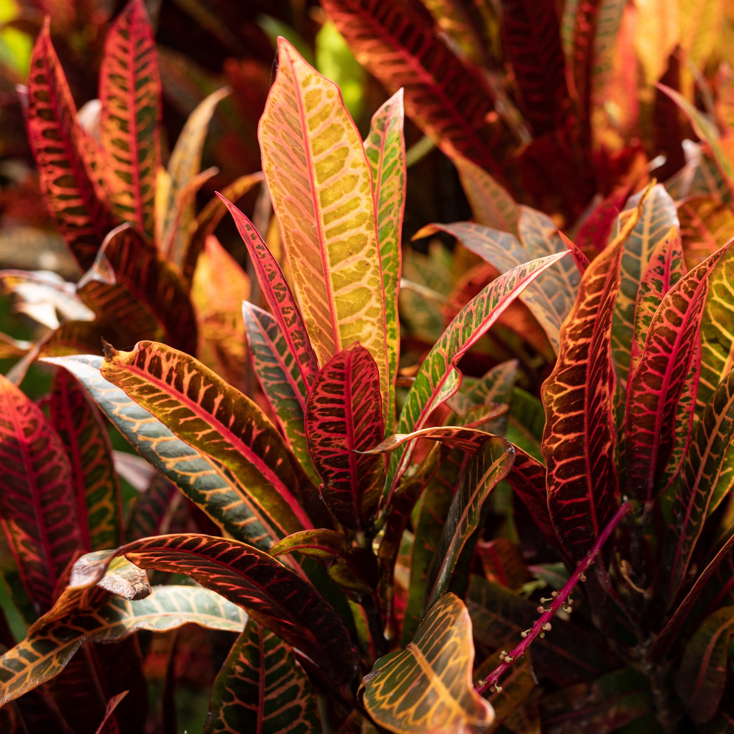 6 in. Croton Red Iceton Plant in Grower Container