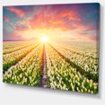 thumbnail image 2 of Blooming White Tulips, 2 of 3