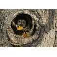 thumbnail image 2 of Paulson, Don 18x13 White Modern Wood Framed Museum Art Print Titled - OR, Mosier Screech owl occupies knot hole, 2 of 4