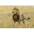 thumbnail image 2 of Jones, Adam 32x23 Gold Ornate Wood Framed with Double Matting Museum Art Print Titled - Adult black maned Lion-Panthera leo-Serengeti National Park-Tanzania-Africa, 2 of 4
