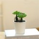 thumbnail image 5 of Decoración hogareña Gwong Planta artificial Bonsai Natural Vivid Plastic Mini Fake Succulent Plant Suculents Plastic Suculents Potted para escritorio Gwong 21078621, 5 of 6