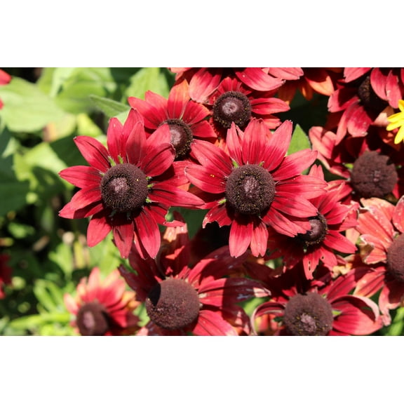 20 Seeds CHERRY BRANDY RUDBECKIA Hirta Bicolor Red Black Eyed Susan Flower Seeds