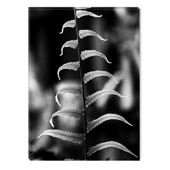 Startonight Canvas Wall Art Black and White Abstract Detail Fern Retro Flowers, Dual View Surprise Artwork Modern Framed Ready to Hang Wall Art 100% Original Art Painting 23.62 X 35.43 inch