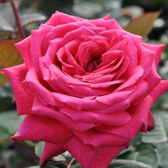 Heirloom Roses - Acapella® Hybrid Tea Rose Bush - Pink Rose Plant