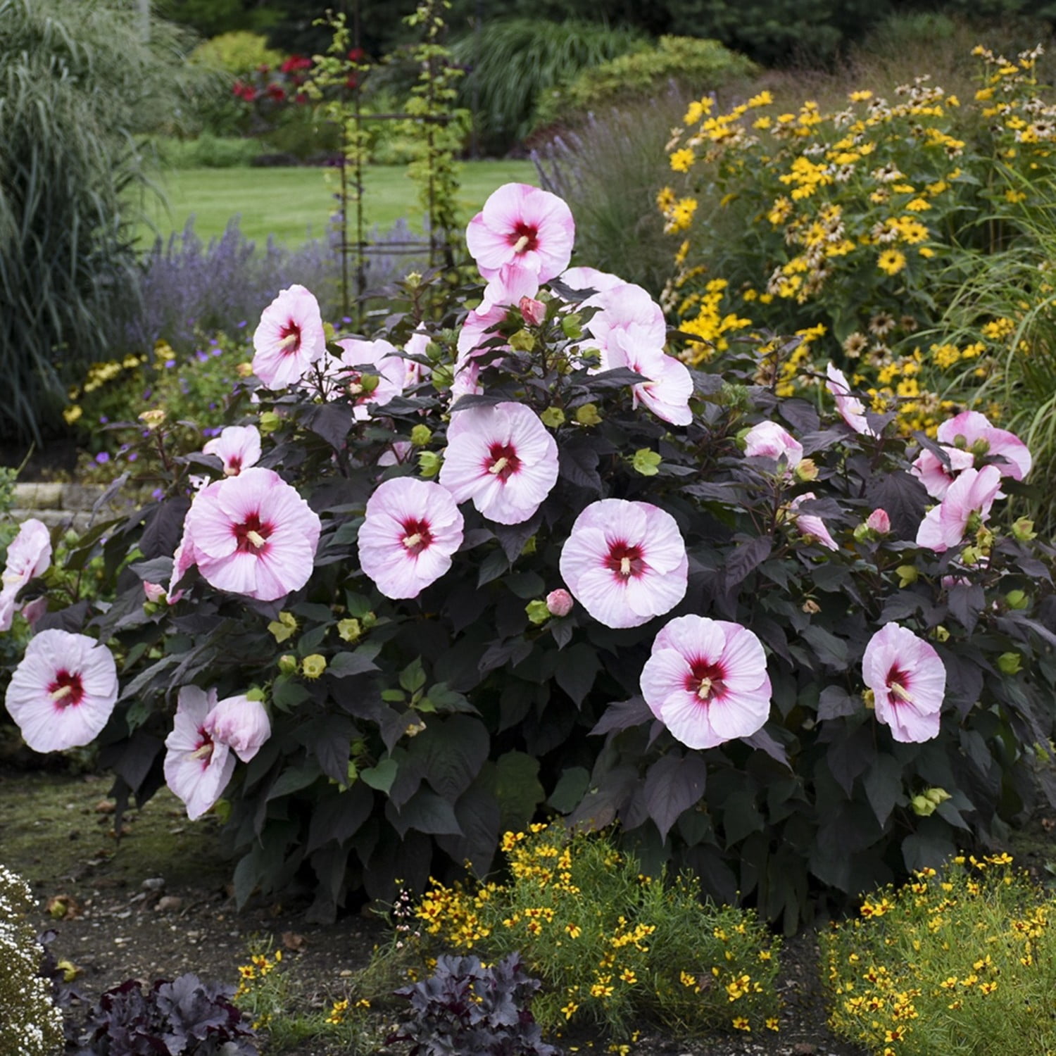 Proven Winners 18" White Summerific 'Perfect Storm' Rose Mallow Live Plant in 8.88" Pot