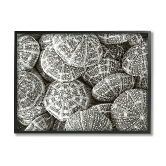 Stupell Industries Pewter Sea Urchins Photography Animals & Insects Photography Black Framed Art Print Wall Art, 14 x 11