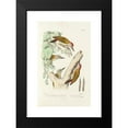 thumbnail image 2 of Alfred Malherbe 17x24 Black Modern Framed Museum Art Print Titled - Monograph of Picidae Pl02 (1861-1862), 2 of 5