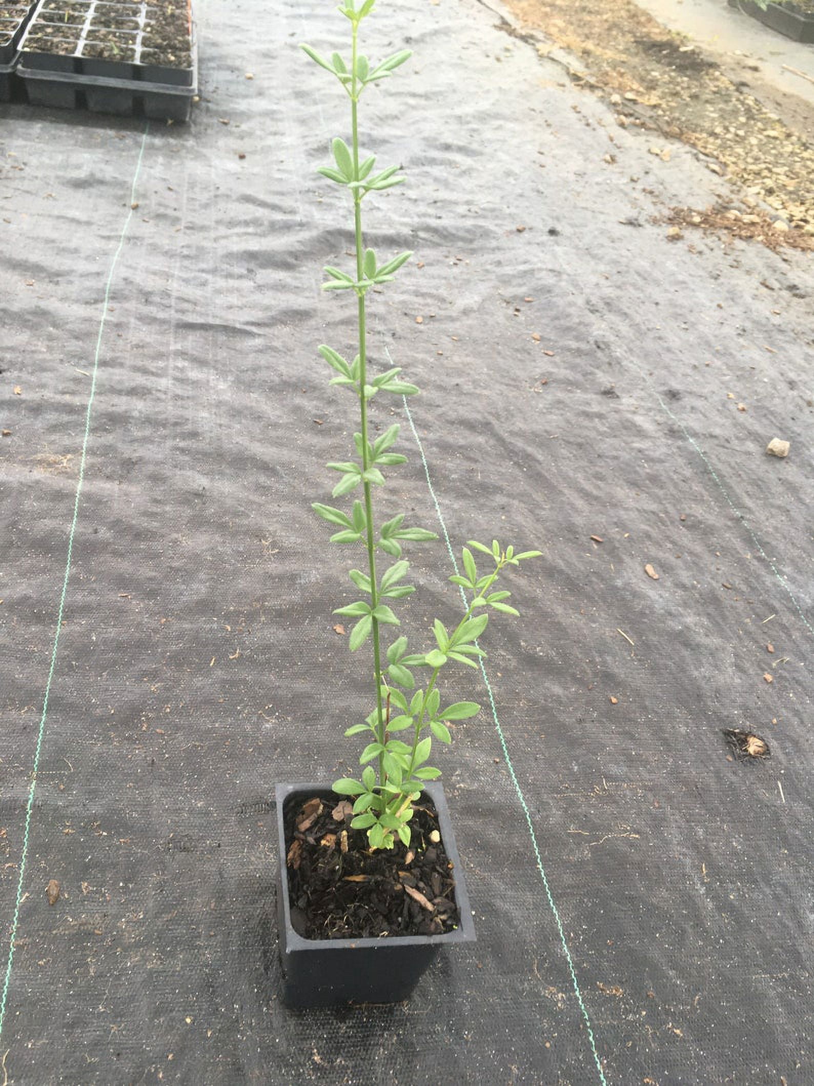 Daylily Nursery Yellow Winter Jasmine Live Plants in Grower Pot