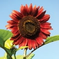 thumbnail image 5 of Burpee Chianti Hybrid Sunflower Flower Seeds, Stunning Wine-Red Velvet Petals Flecked with Gold, 5 of 5