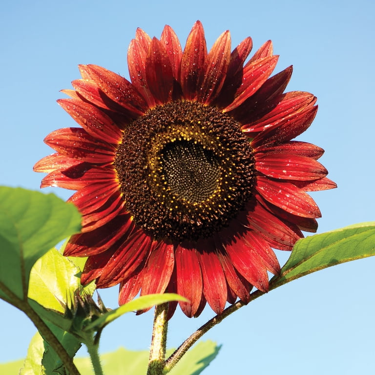 Burpee Chianti Hybrid Sunflower Flower Seeds, Stunning Wine-Red