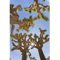 thumbnail image 2 of Paulson, Don 13x18 White Modern Wood Framed Museum Art Print Titled - CA, Joshua Tree NP Sunburst through Joshua trees, 2 of 4