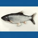 thumbnail image 2 of Pez eléctrico que provoca a los gatos, pez saltador, juguete USB para gatos, 2 of 3