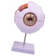 thumbnail image 5 of Modelo anatómico del ojo humano 4D desmontado identificar funciones del globo ocular modelo profesional de visualización del globo ocular para, 5 of 9