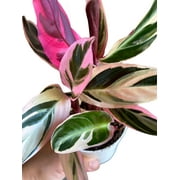 Stromanthe Triostar, Tricolor Prayer Plant, Popular and Attractive houseplant, Gorgeous Live Indoor Plant, Easy to Care and Rare Variety Green Thumbs Up 4 inch Pot