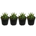 thumbnail image 3 of United Nursery 4 Pack of Live Zebra Plant Green and White Succulent Plants in 4in Grower Pots, 3 of 11