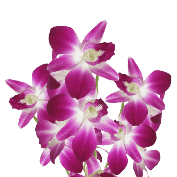 20 Sonia Dendrobium Orchid Flowers- Beautiful Fresh Cut Flowers- Express Delivery