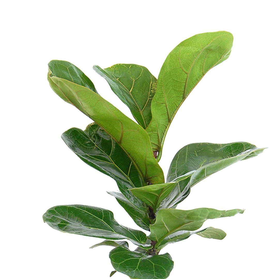 United Nursery Live Fiddle Leaf Fig Houseplant 12-14in Tall in 6-inch Premium Ecopots Pure White