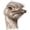 1pcs, variant on Ostrich Head Bird Zoo Africa For Cars Vinyl Decal Sticker