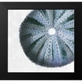 thumbnail image 2 of Lewis, Sheldon 16x15 Black Modern Framed Museum Art Print Titled - Urchin Shell 3, 2 of 5