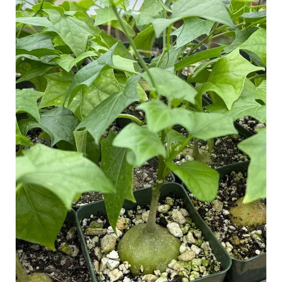 Bigfoot Live Plant - Gerrardanthus Macrorhizus - Caudex Plant in 4" pot - Perennial Climber Plant - Houseplant