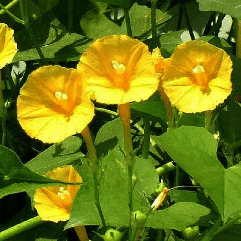30 Yellow Morning Glory Seeds