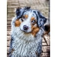 thumbnail image 2 of CafePress - Australian Shepherd - Large Plush Fleece Throw Blanket, 80" L x 60" W, 2 of 4