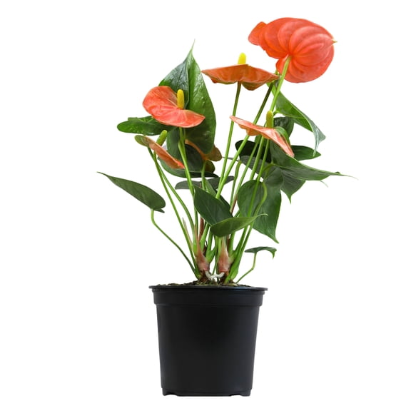 Altman Plants Orange Anthurium, 10-12" Tall Flamingo Flower, Air Purifying Easy Houseplant