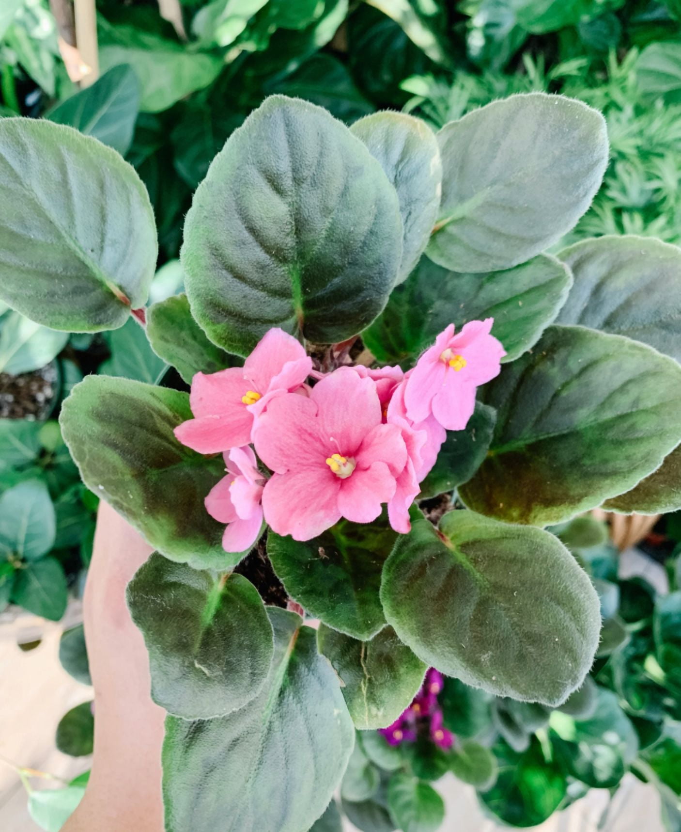 Pink African Violet Live Plant, Indoor Houseplant in 4'' Pot, Vibrant African Violet Flowers Ready to Grow 3-5 Inch Tall